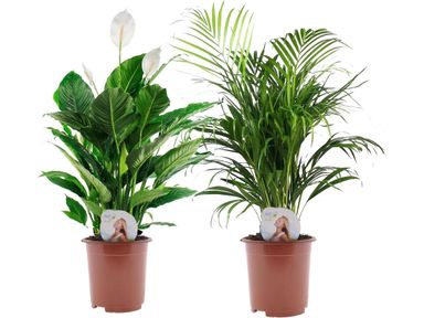 2x-perfect-plant-air-so-pure-mix