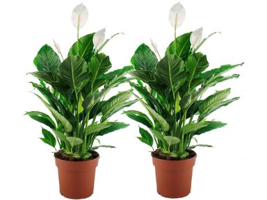 2x-air-so-pure-plant-60-70-cm