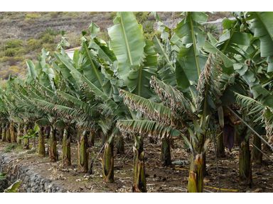 set-van-3-bananenplanten