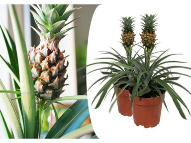 2x-ananaspflanze-3040-cm