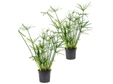 2x-cyperus-parapluplant-50-60-cm