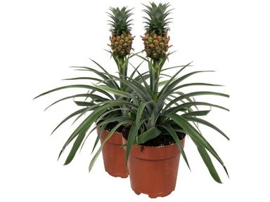 2x-ananasplant-anti-snurk-30-40-cm