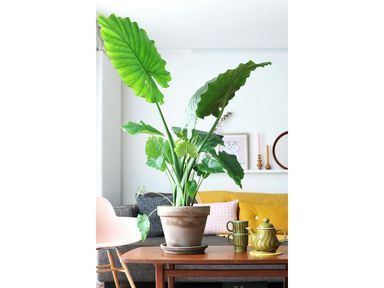 2x-perfect-plant-elefantenohr-50-70-cm