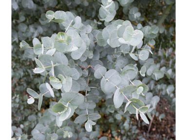 2x-eucalyptus-azura-25-40-cm