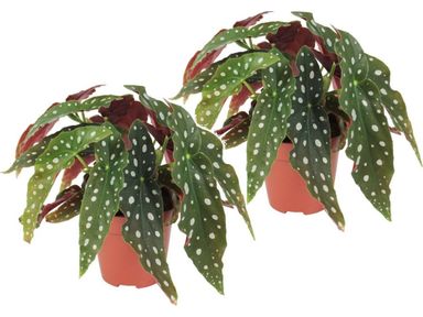 2x-begonia-maculata-gepunktete-pflanze