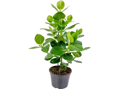 herbie-varkensboom-clusia-70-cm