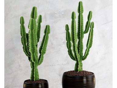 cactus-euphorbia-50-70-cm