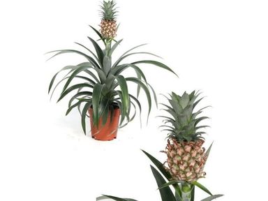 2x-ananaspflanze