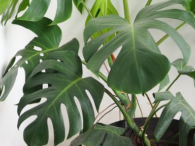 3x-tropische-pflanzen-2030-cm