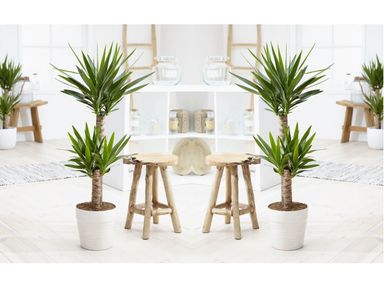 herbie-palmenlilie-yucca-elephantipes