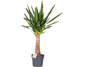 xl-yucca-palme-7090-cm