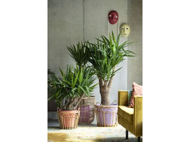 yucca-palme-6080-cm