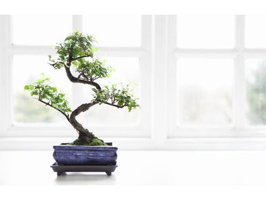 2x-chinese-bonsai-20-30-cm