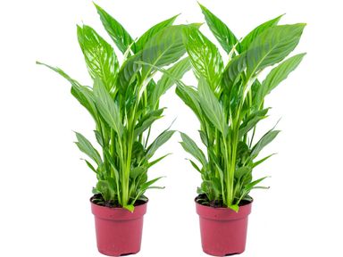 2x-spathiphyllum-strauss-lepelplant