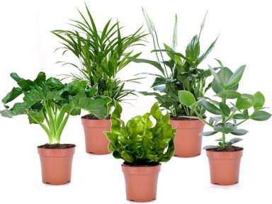 5x-luftreinigende-zimmerpflanze