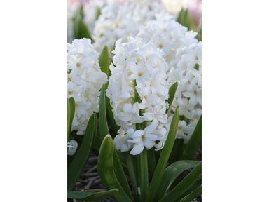6x-hyacint-bloembollen-10-cm