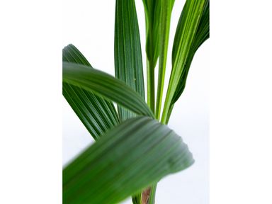 cocos-nucifera-kokospalm-150-cm