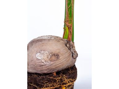cocos-nucifera-kokospalm-150-cm