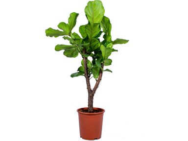 xl-tabaksplant-vertakt-130-cm