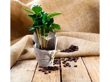 2x-kaffeepflanze-coffea-arabica-25-cm