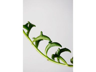 dolfijnenplant-senecio-15-25-cm