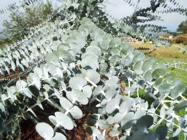 eucalyptus-struik-winterhard