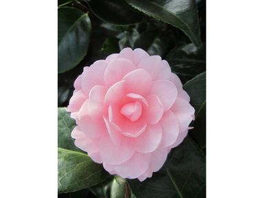 3x-japanse-roos-roze-30-40-cm