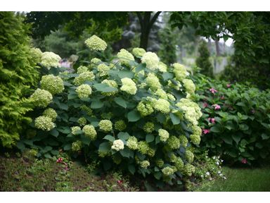 2x-hortensia-lime-rickey-40-cm