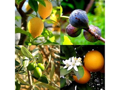 4x-fruitboom-olijf-vijg-citroen-sinaas