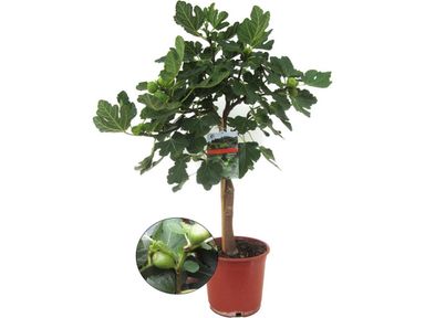 perfect-plant-vijgenboom-op-stam-70-90-cm