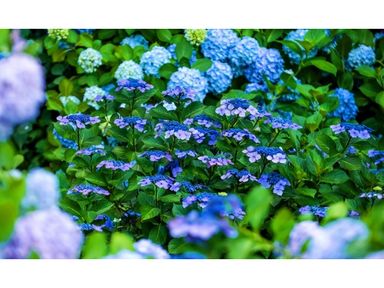 2x-hortensia-summer-glow-25-40-cm