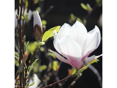 3x-magnolie-2540-cm