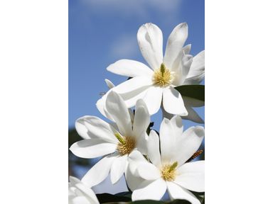 3-magnolias-25-40-cm