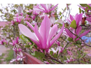 3x-magnolie-2540-cm