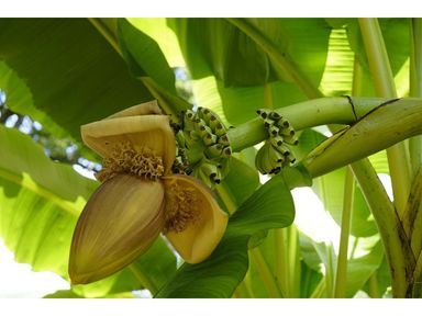3-winterharde-bananenplanten-25-40-cm