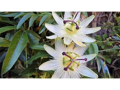 3x-passiflora-plant