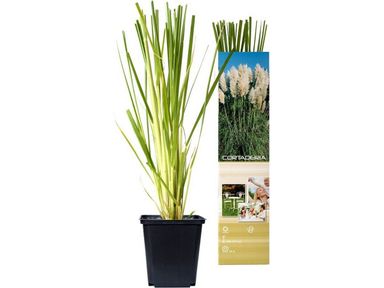 oh2-set-van-3-pampasgras-planten