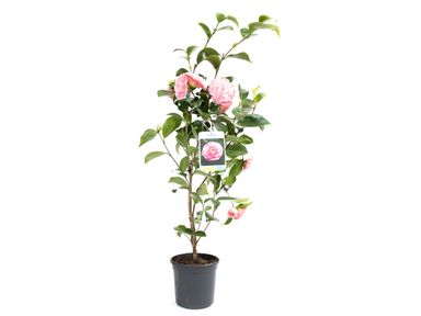 oh2-camellia-xl-japanse-roos