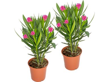 2x-oleander-struik-30-40-cm