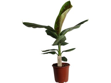 xl-kamerbananenplant-90-110-cm