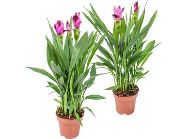 2x-curcuma-tulpenplant-50-cm