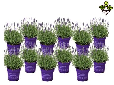 12x-perfect-plant-lavendelstruik
