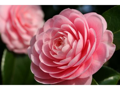 2x-xl-japanische-rose-camellia-rosa