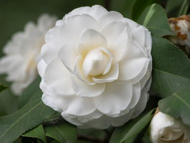 2x-xl-japanische-rose-camellia-wei