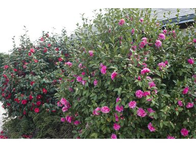 2x-xl-japanische-rose-camellia-rosa