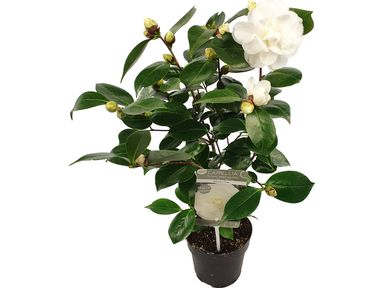 2x-xl-japanse-roos-camellia-40-50-cm