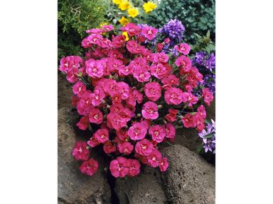 3x-dianthus-early-love-15-20-cm