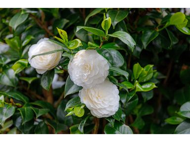 2x-xl-japanische-rose-camellia-wei