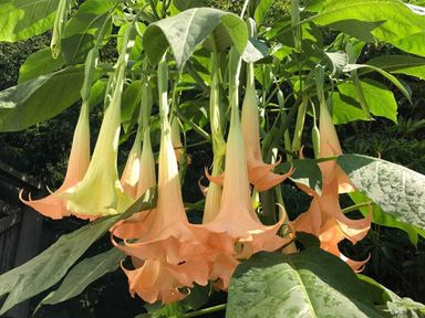 3-brugmansia-trompetbloemen-25-40-cm