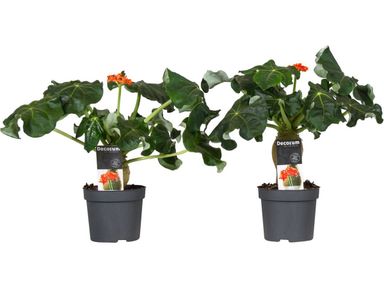 2x-flessenplant-jatropha-25-45-cm